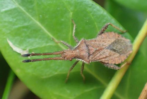 Réf. 269 406 : Coriomeris sp.